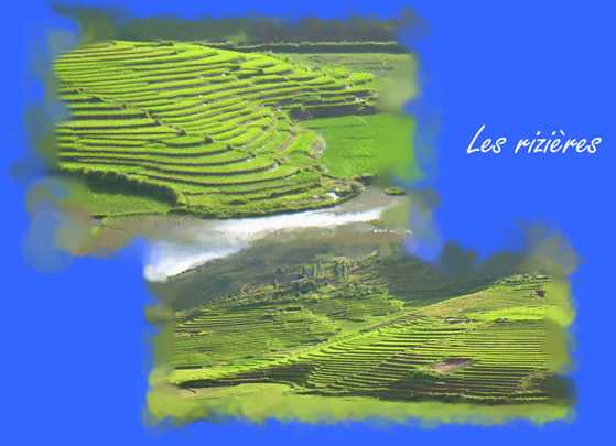 Les rizières d'Antsirabe